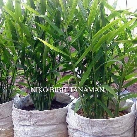 

Terlaris Niko~ Bibit Jahe Emprit Herbal Beli 5 Gratis 1