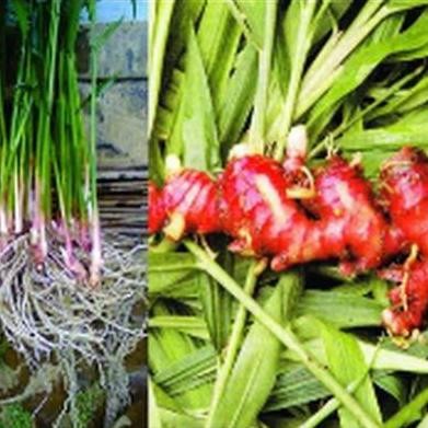 

Terlaris Tanaman Herbal Obat Pohon Bibit Jahe Merah