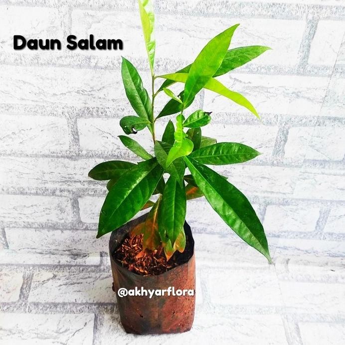 

Terlaris Readyyy Tanaman Daun Salam Bibit Daun Salam Pohon Salam Bumbu Masak