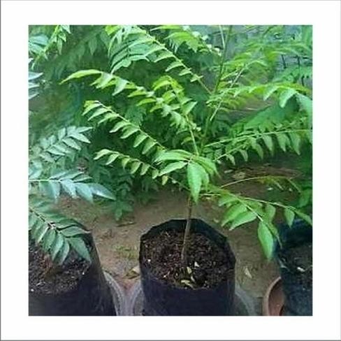 

Terlaris Bibit Tanaman Daun Kare - Salam Koja - Tanaman Bumbu Masakan