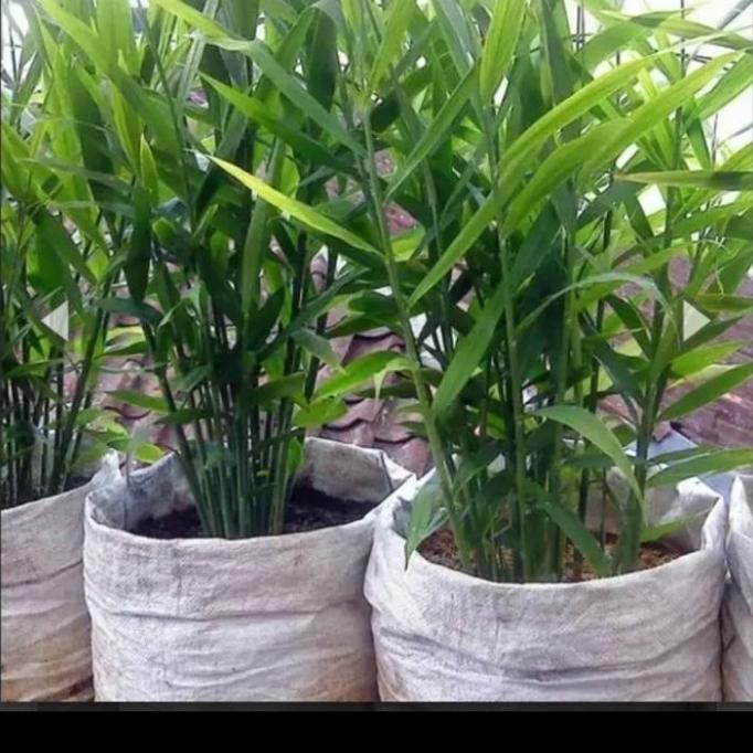 

Terlaris Bibit Jahe Emprit Unggul Bibit Tanaman Super Unggul Asli Original