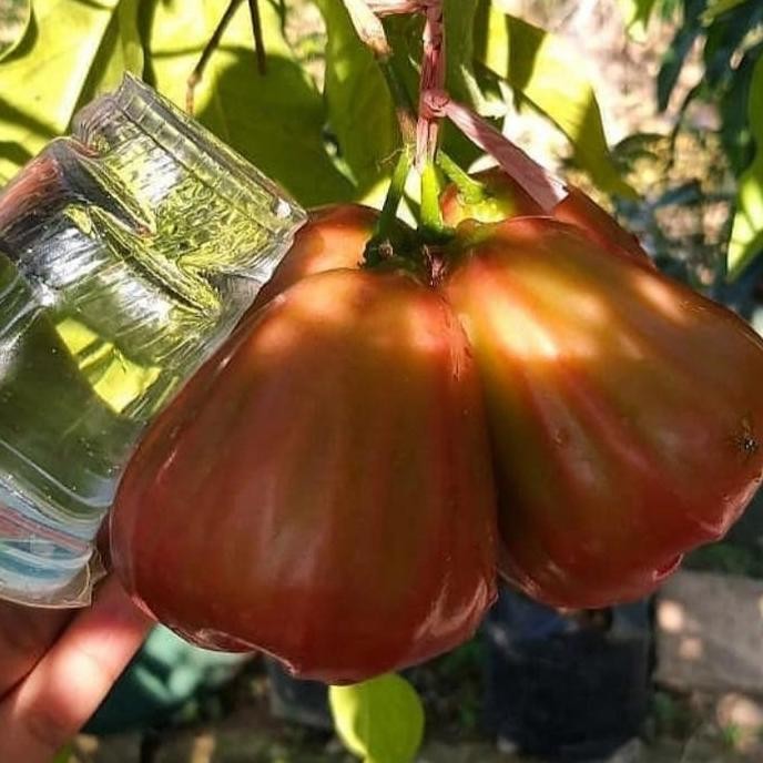 

Terlaris Bibit Jambu Dalhari Jumbo