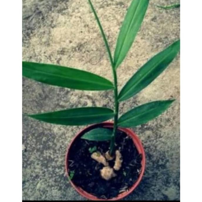

Terlaris Bibit Jahe Merah Giyddo 3978Sq