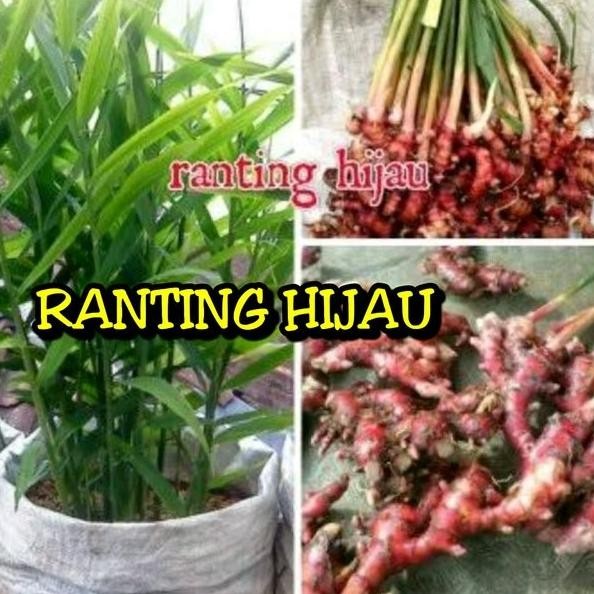 

Terlaris Bibit Tanaman Jahe Merah Amwghs 9019Te
