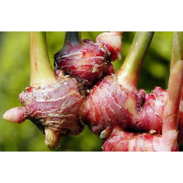 

Terlaris Promo Bibit Jahe Merah Isi 10 Pollybag Diskon