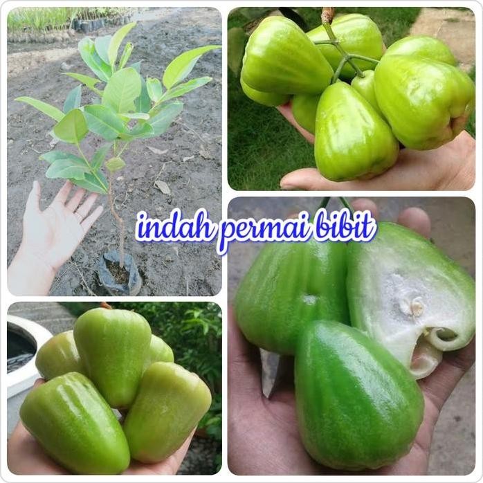 Terlaris Bibit Jambu Air Cincalo Hijau