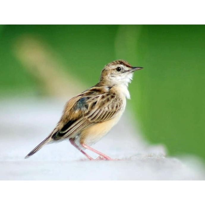

Terlaris Bagus!!! Burung Cici Padi Atau Branjangan Mini