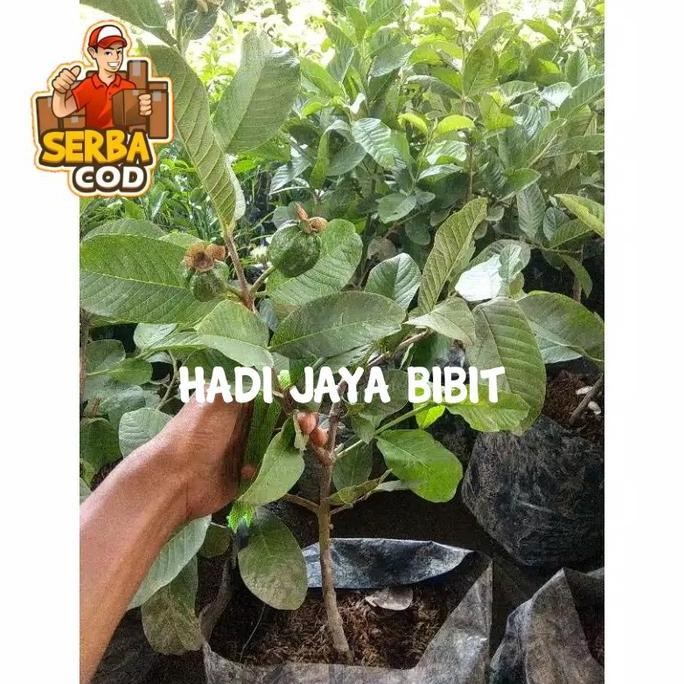 

Terlaris Bibit Tanaman Jambu Kristal Cangkok Berbuah/Berbunga