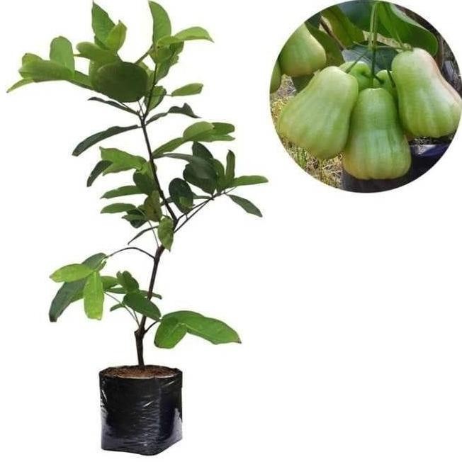 

Terlaris Bibit Jambu Madu Deli Super Manis Okulasi Cepat Berbuah