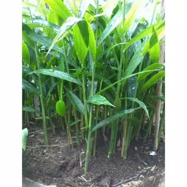 

Terlaris Bibit Tanamn Jahe Gajah Organik Pohon Tinggi 30 Cm Murah