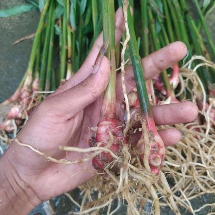 

Terlaris Artificial Bibit Jahe Merah Unggulan Siap Untuk Ditanam