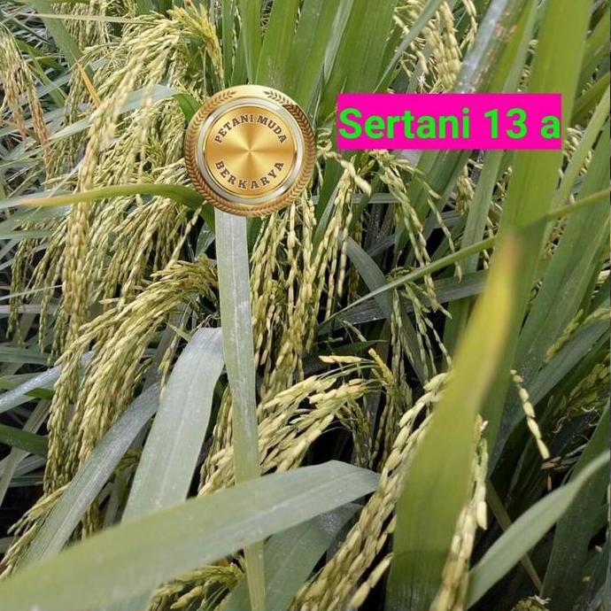 

Terlaris Benih Padi Sertani 13 A Hasil Terbanyak Bibit Padi Lampung Galur Ungg