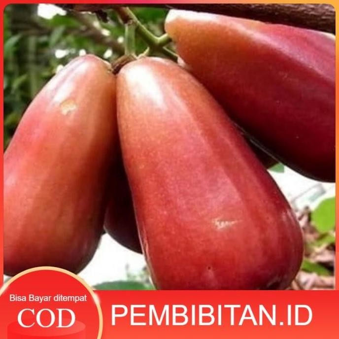 

Terlaris Bibit Jambu Lilin Merah Okulasi Berkualitas
