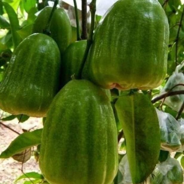 

Terlaris Bibit Tanaman Buah Jambu Air Kiojok Hsl Okulasi Cpt Berbuah. A
