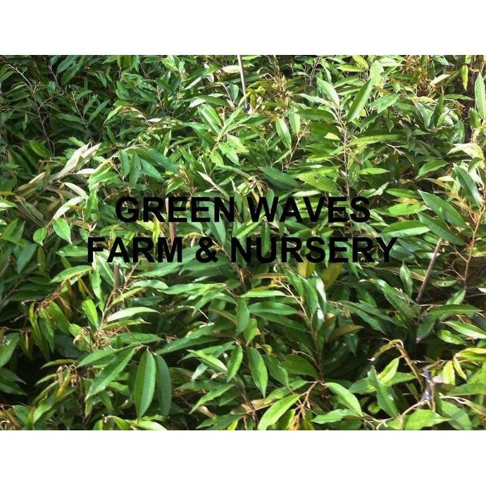 

Terlaris Bibit Durian Musang King/Raja Kunyit (D197) 60 Cm - 80 Cm