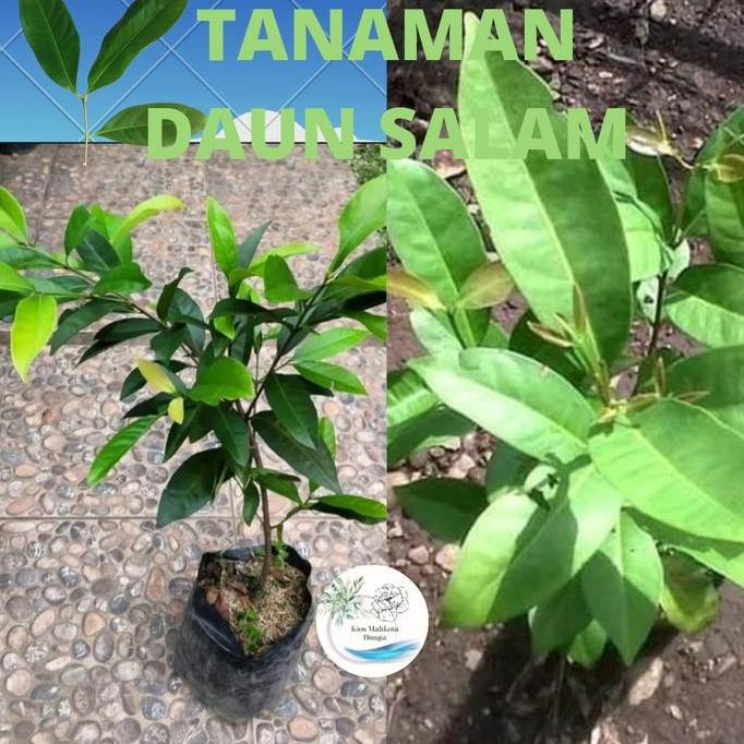 

Terlaris Bibit Pohon Tanaman Daun Salam Tanaman Pohon Salam Bumbu Masak Rimbun