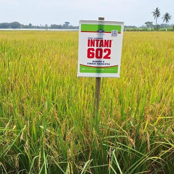 

Terlaris Benih Padi Intani 602 Cap Kapal Terbang