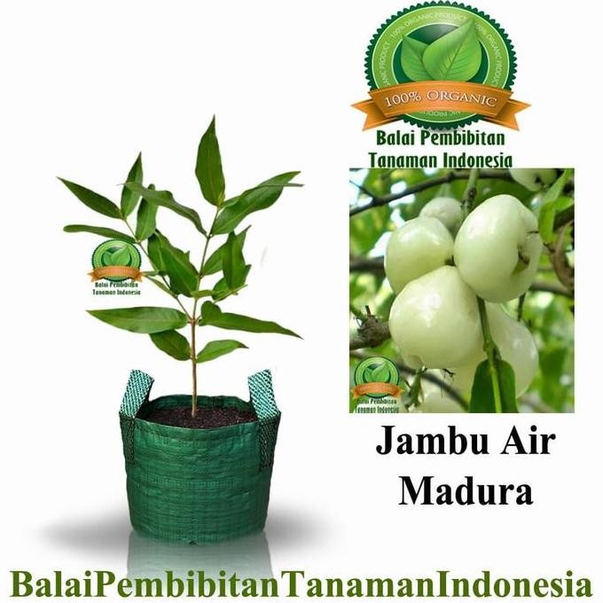 

Terlaris Bibit Jambu Air Madura / Bibit Buah / Tanaman