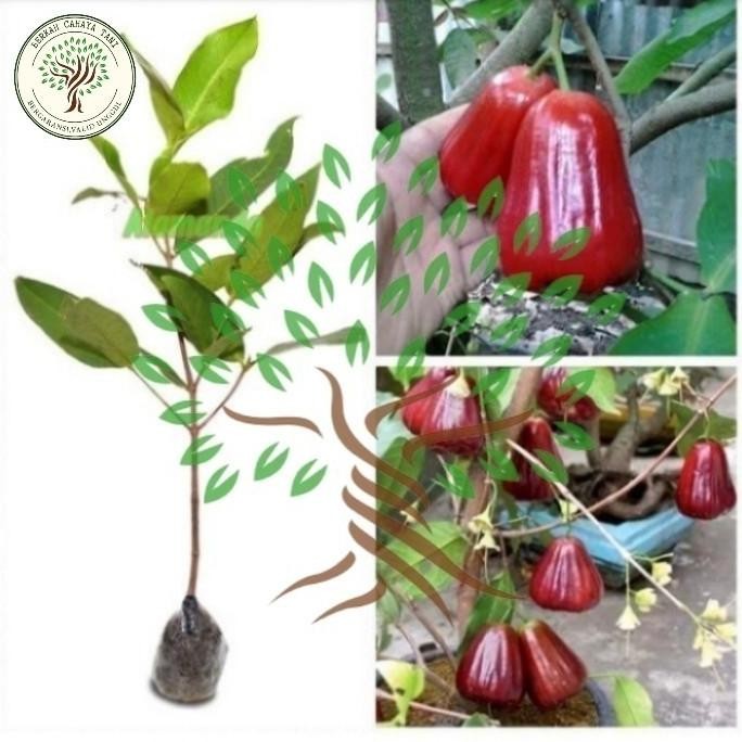 

Terlaris Bibit Tanaman Buah Jambu Air Kesuma Merah-Bibit Pohon Jambu Kusuma