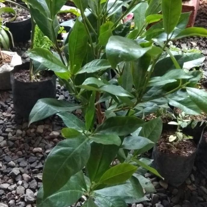 

Terlaris Bibit Tanaman Daun Salam Bumbu Dapur
