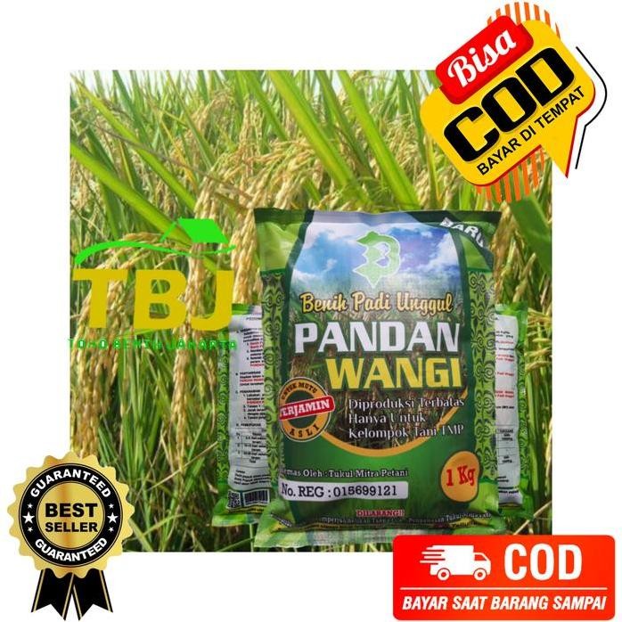 

Terlaris Biji Padi Pandan Wangi Original