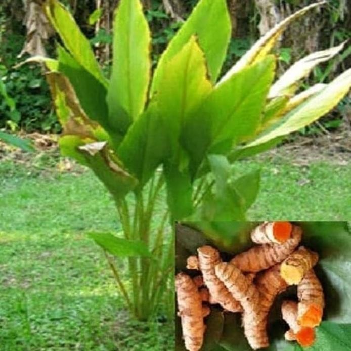 

Terlaris Jual Bibit Kunyit Bibit Tanaman Kunyit Bibit Kunir Kunyit Pohon Kunyit