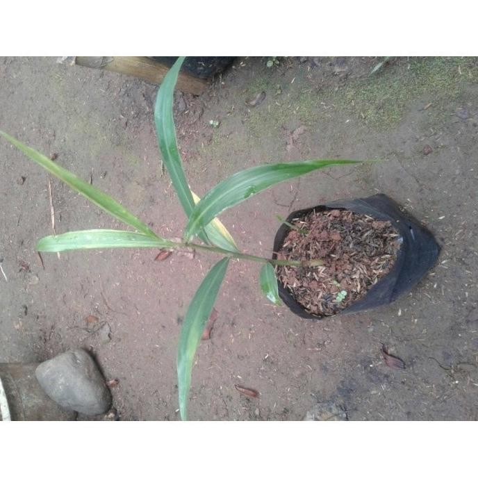 

Terlaris New Promo Bibit Pohon Jahe Merah Unggul Murah Cod