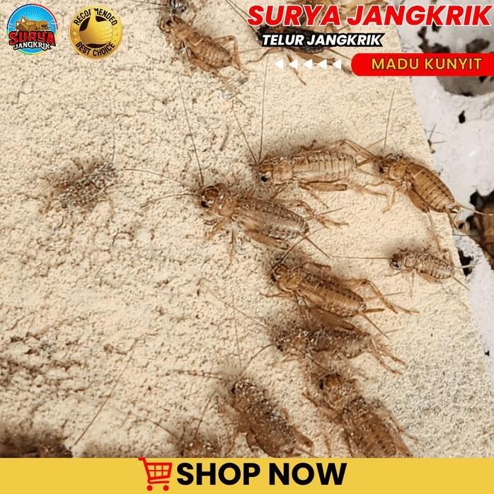 

Terlaris Bibit Jangkrik Madu Kunyit 100% Murni Kemasan 500 Gram Siap Kirim