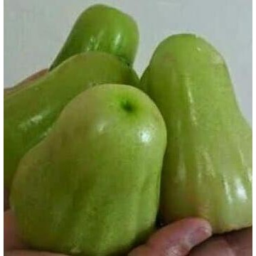 

Terlaris Paket 10 Bibit Tanaman Buah Jambu Super Green