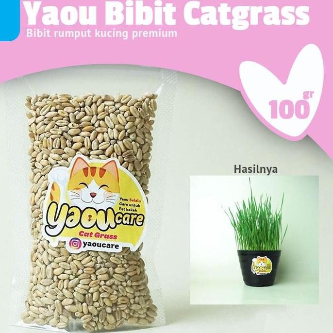 

Terlaris Benih Rumput Gandum Untuk Kucing 100Gr Bibit Cat Grass Microgreen Seed