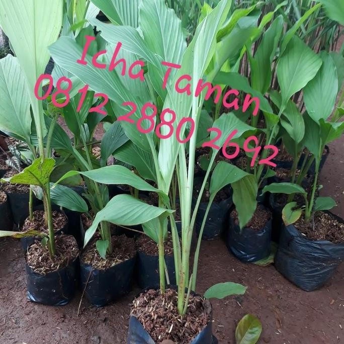 

Terlaris Pohon Kunyit - Tanaman Herbal Bibit Pohon Kunyit - Kunyit Tanaman Toga