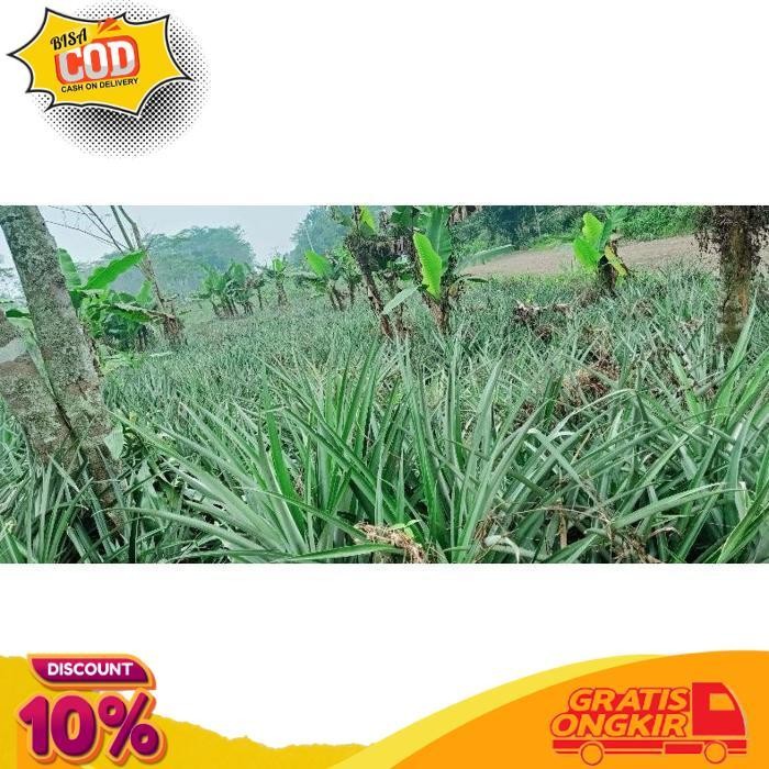 

Trending Nanas Muda Kupas+Di Potong2