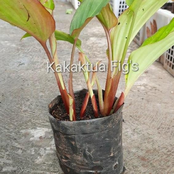 Terlaris Bibit Kunyit Hitam 5 Tunas