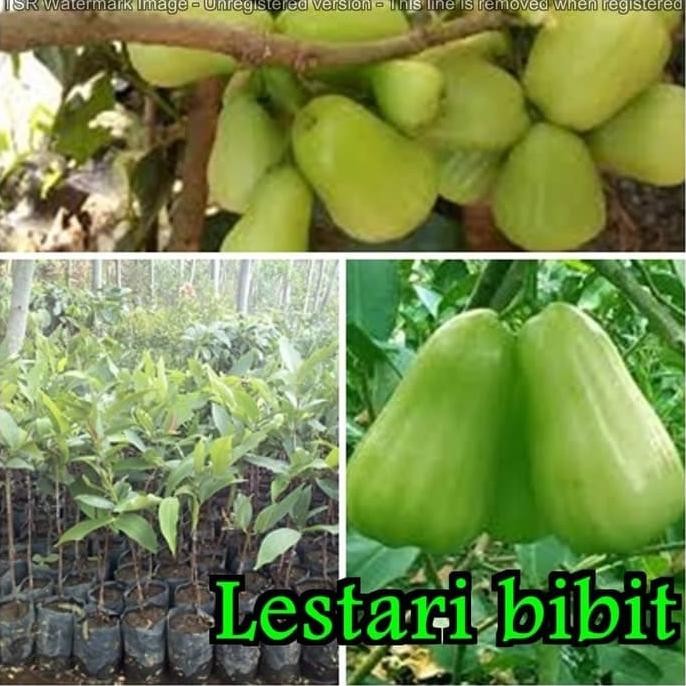 

Terlaris Bibit Jambu Air Madu Deli Hijau - Mdh Super Genjah