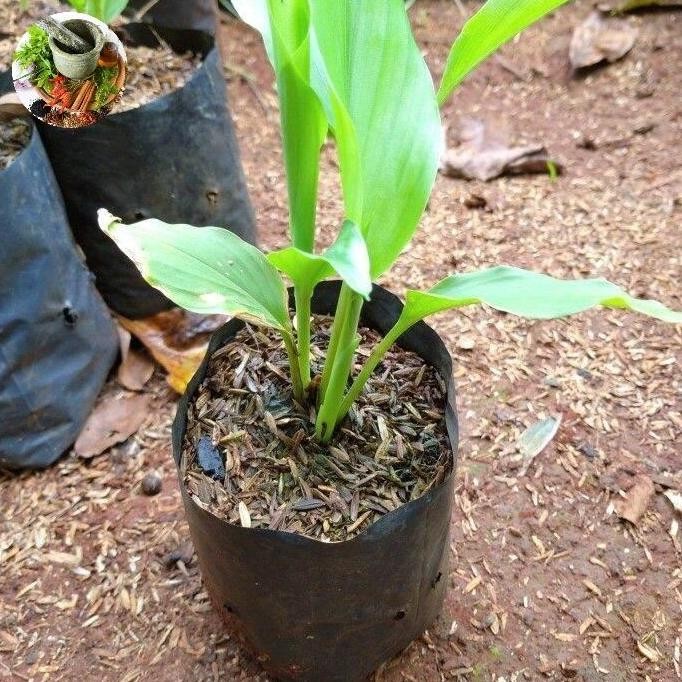

Terlaris Bibit Benih Kunyit Sayur/Kunir