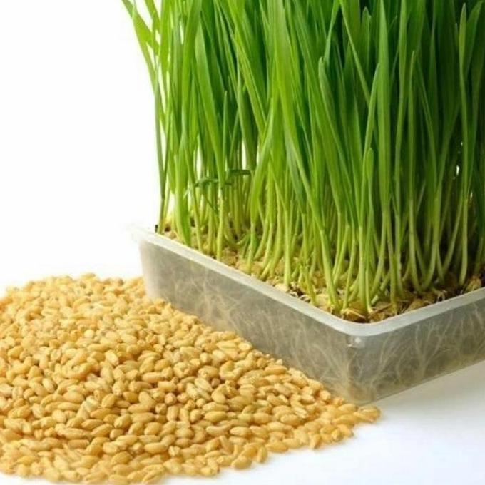 

Terlaris Benih Bibit Wheatgrass Rumput Gandum
