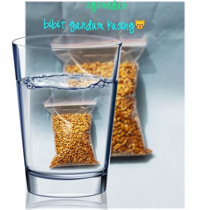 

Terlaris Benih Rumput Kucing /Benih Gandum