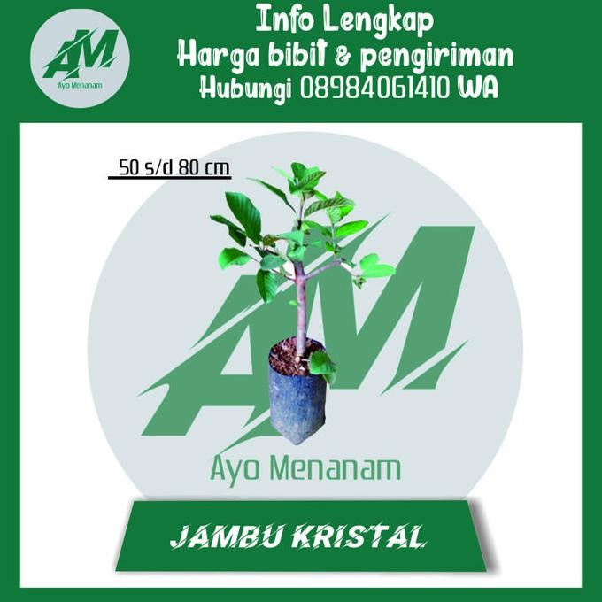 

Terlaris Bibit Jambu Kristal Cangkok Unggul