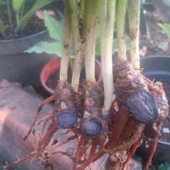 Terlaris Bibit Kunyit Hitam Original