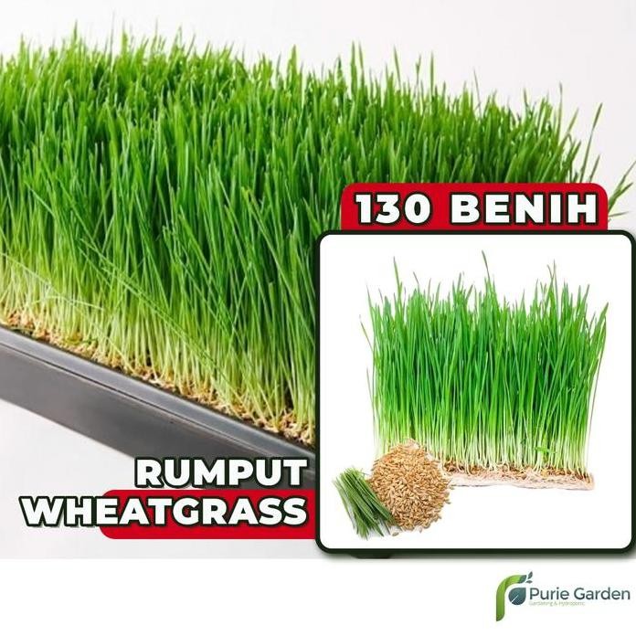 

Terlaris Purie Garden Benih Bibit Rumput Gandum Kucing Wheatgrass 130 Benih Seribuan