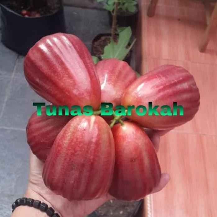 

Terlaris Bibit Jambu Air Dalhari