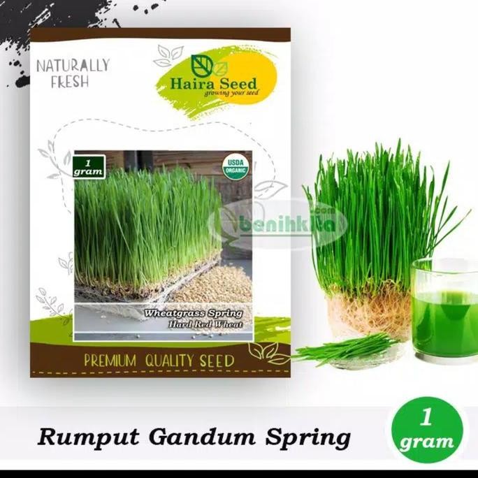 

Terlaris Benih-Bibit Rumput Gandum/Wheatgrass Merah Organik (Haira Seed)
