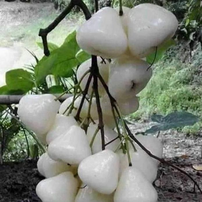 

Terlaris Bibit Jambu Madura Cangkok Berbunga