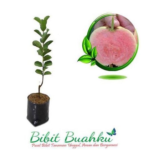 

Terlaris Bibit Tanaman Jambu Biji Sukun Merah 45 Cm Up