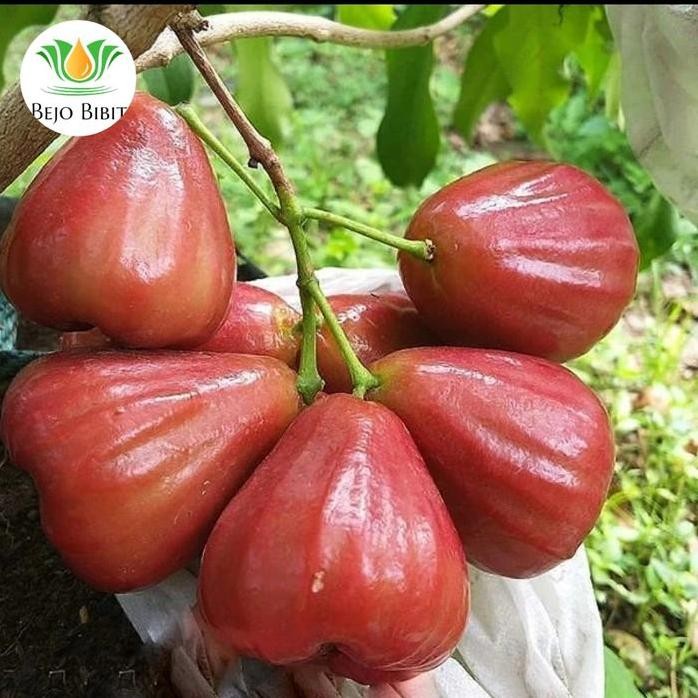 

Terlaris Bibit Jambu Dalhari Okulasi | Pohon Jambu Air Merah | Tanaman Buah