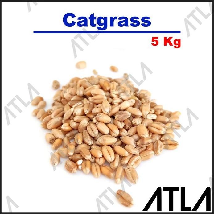 

Terlaris Benih Wheat Grass 5 Kg Biji Rumput Cat Grass Gandum Makanan Sehat Kilo