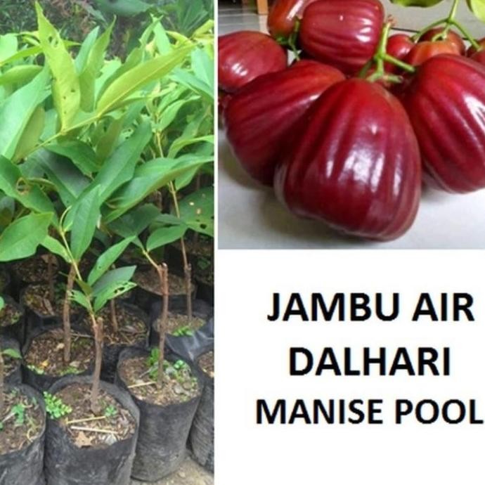 

Terlaris Bibit Jambu Air Dalhari