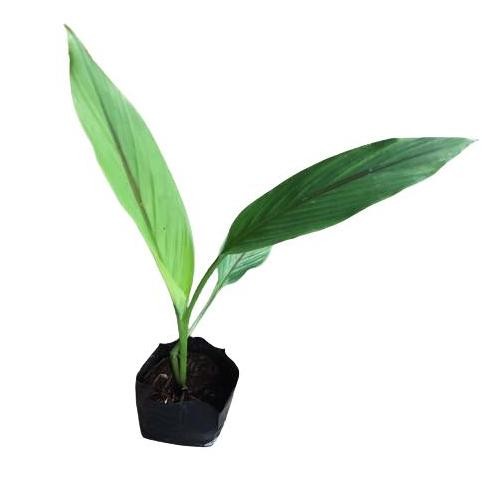 

Terlaris Bibit Kunyit Temu Putih Curcuma Zedoaria