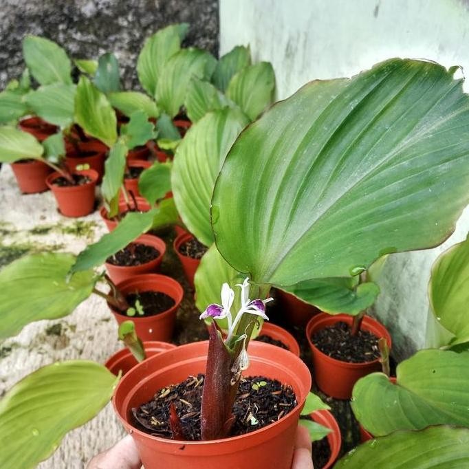 

Terlaris Bibit Kunyit Hitam Aslii