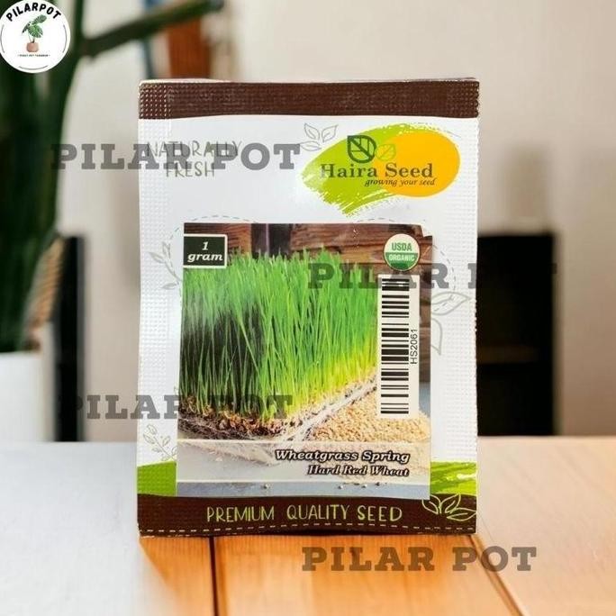 

Terlaris Benih Bibit Rumput Gandum Wheatgrass Spring Merah Organik Haira Seed - Wheatgrass Spring